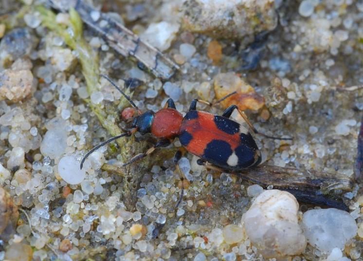Střevlíček Callistus lunatus, foto Václav Křivan