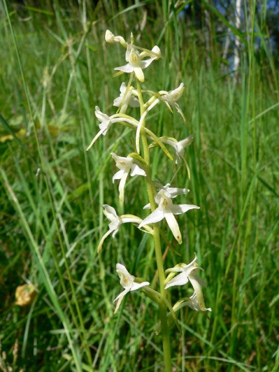 Vemeník dvoulistý (Platanthera bifolia), Velké Janovice [ZR], 21.6.2005, foto Luděk Čech