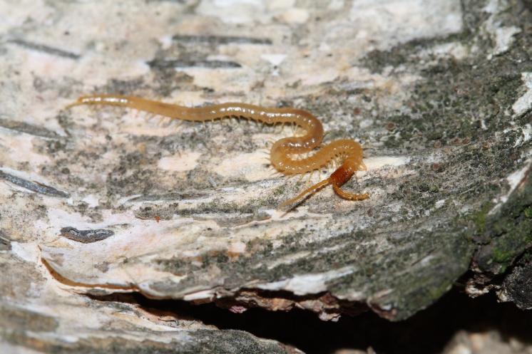 Zemivka dlouhorohá (Geophilus flavus), foto F. Trnka
