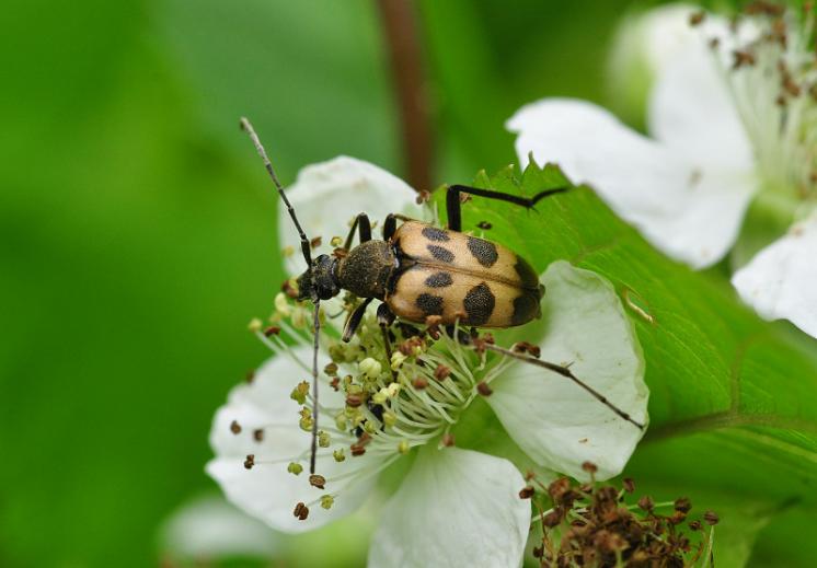 Tesařík tesaříkovitý (Pachytodes cerambyciformis), Náměšť nad Oslavou, foto Václav Křivan