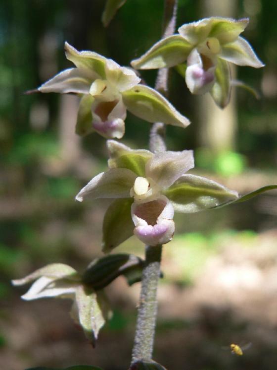 Kruštík modrofialový (Epipactis purpurata), Radkovice u Hrotovic [TR], 7.8.2009, foto Luděk Čech