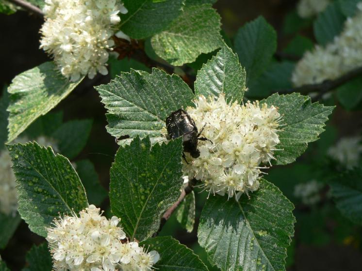 Jeřáb podunajský (Sorbus danubialis), PR Havran [TR], 14.5.2008, foto Luděk Čech
