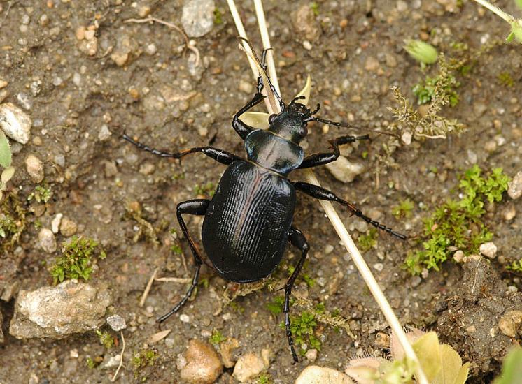 Krajník hnědý (Calosoma inquisitor), foto Václav Křivan