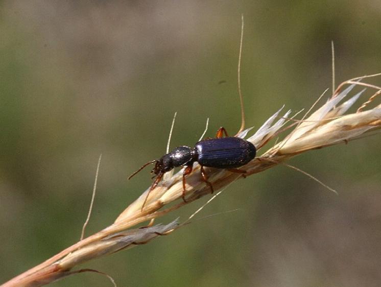 Střevlíček Cymindis miliaris, foto Václav Křivan