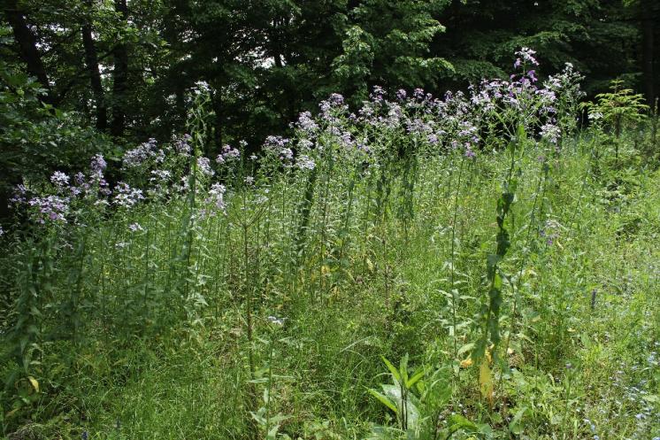 Večernice lesní pravá (Hesperis sylvestris), Plešice, Staré Duby [TR], 1.6.2015, foto Libor Ekrt