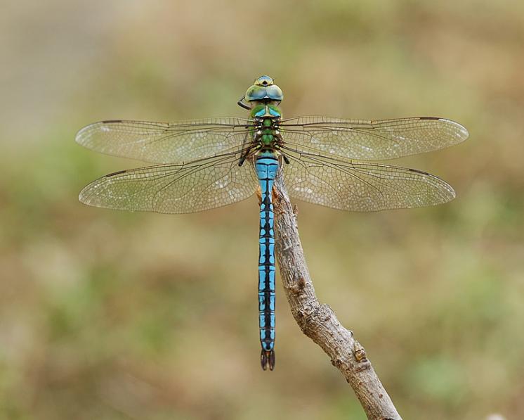 Šídlo královské (Anax imperator), PP Ptáčovské rybníky, Ptáčov, foto Václav Křivan