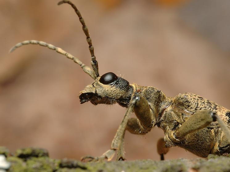 Tesařík Rhagium mordax, Třešť, foto Václav Křivan