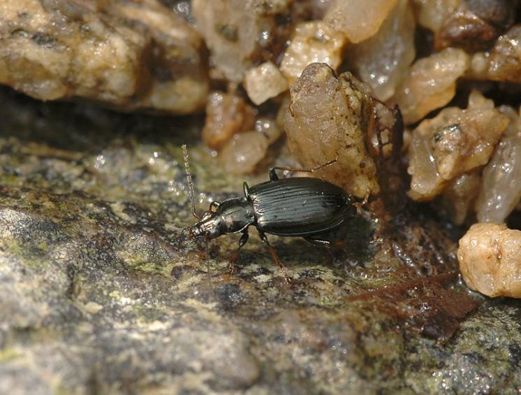 Střevlíček Bembidion tibiale, foto Václav Křivan