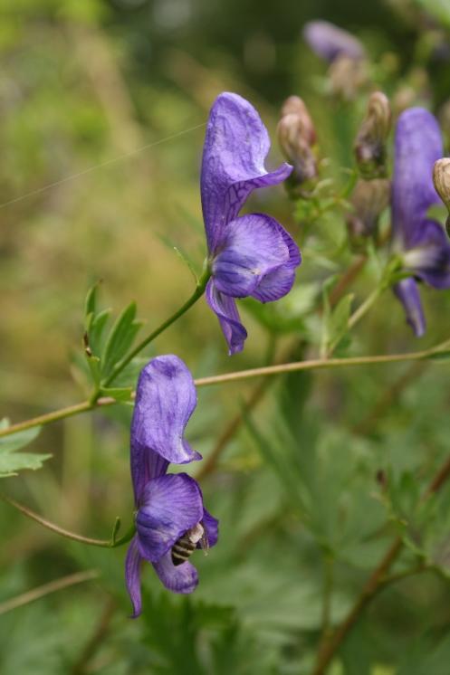 Oměj pestrý (Aconitum variegatum), Salavice [JI], 5.8.2009, foto Libor Ekrt