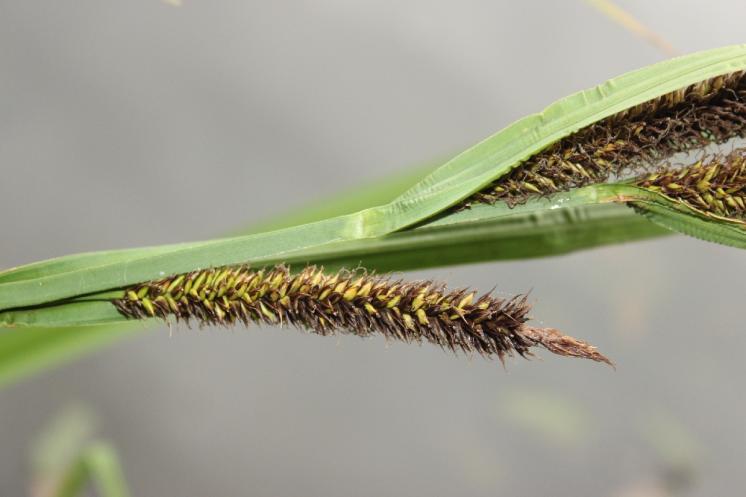 Ostřice pobřežní (Carex riparia), Vílanec, PR Vílanecké rašeliniště, samičí klásek [JI], 10.7.2014, foto Libor Ekrt