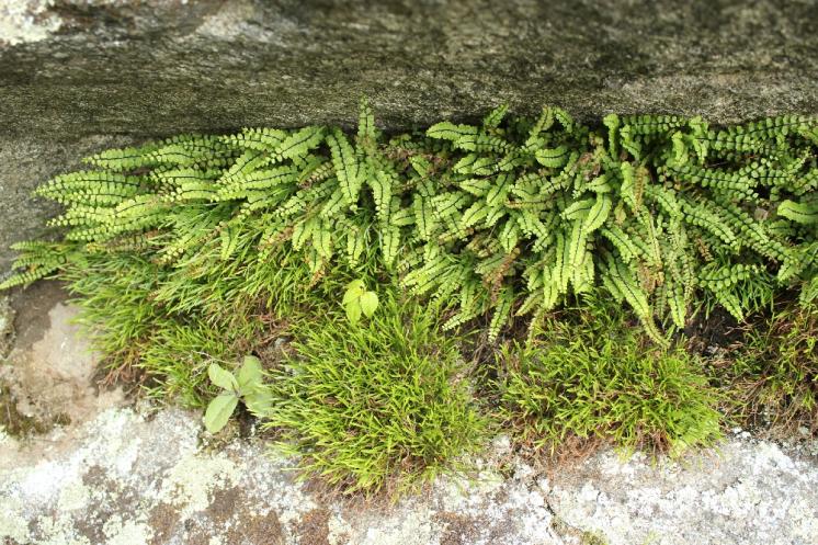 Sleziník červený pravý (Asplenium trichomanes subsp. trichomanes), PR Údolí Brtnice [JI], 8.6.2013, foto Libor Ekrt