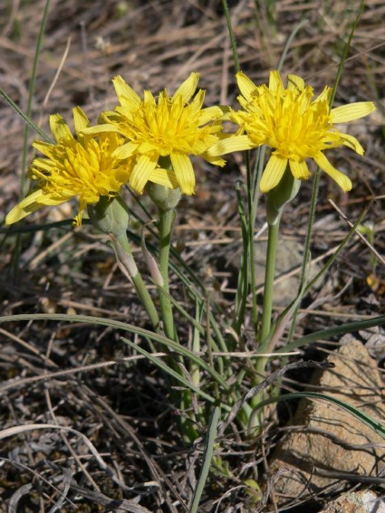 Hadí mord rakouský (Scorzonera austriaca), NPR Mohelenská hadcová step [TR], 17.4.2007, foto Luděk Čech