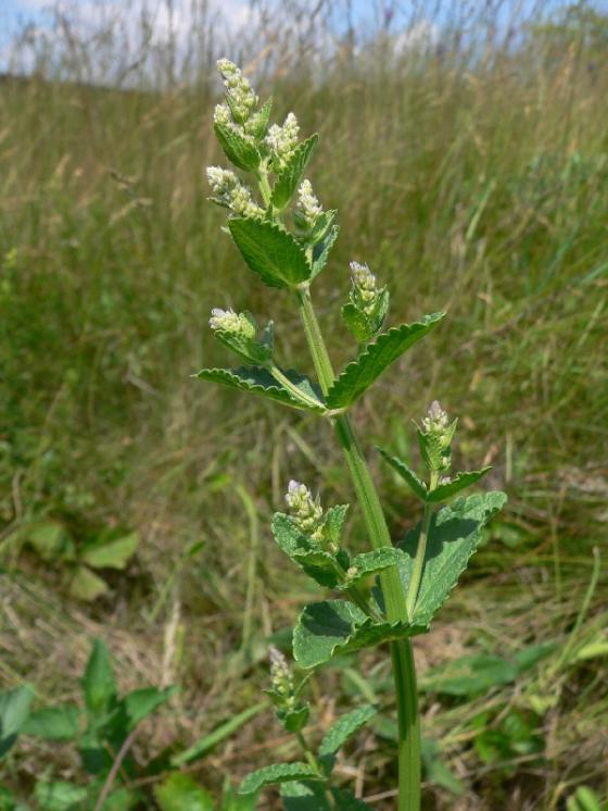 Šanta lesostepní pravá (Nepeta nuda), Mohelno, U Jezera [TR], 20.6.2006, foto Luděk Čech