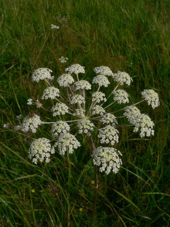 Hladýš pruský pravý (Laserpitium prutenicum), PR Niva Doubravy [HB], 10.8.2008, foto Luděk Čech