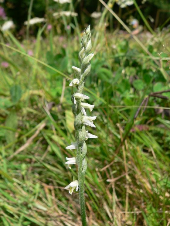 Švihlík krutiklas (Spiranthes spiralis), NPP Švařec [ZR], 25.8.2014, foto Luděk Čech