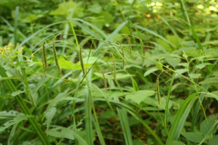 Ostřice převislá (Carex pendula), Brtnice [JI], 1.8.2010, foto Libor Ekrt