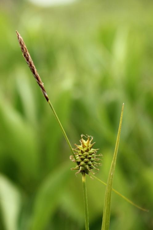 Ostřice šupinoplodá (Carex lepidocarpa), PR V Lisovech [JI], 26.5.2014, foto Libor Ekrt