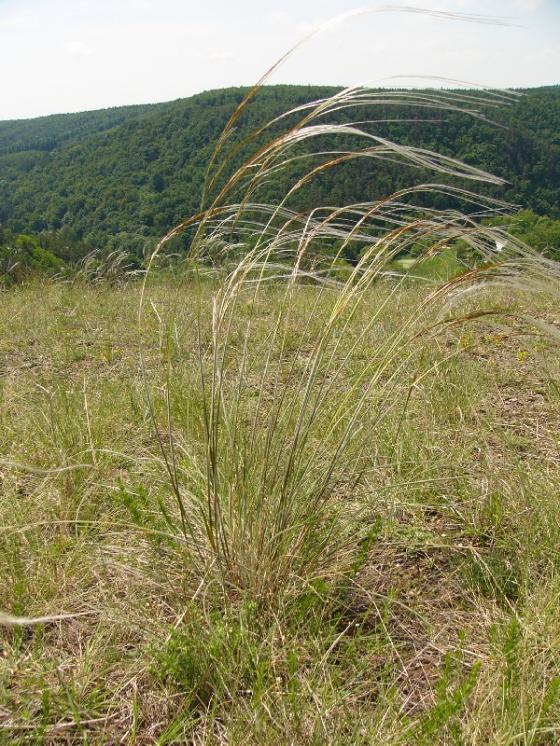 Kavyl chlupatý (Stipa dasyphylla), NPR Mohelenská hadcová step [TR], 8.6.2010, foto Josef Komárek