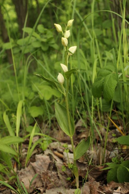 Okrotice bílá (Cephalanthera damasonium), PP Křižník [ZR], 1.6.2013, foto Libor Ekrt