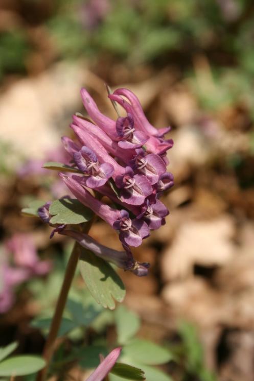 Dymnivka plná pravá (Corydalis solida), Staré Duby [TR], 10.4.2015, foto Libor Ekrt