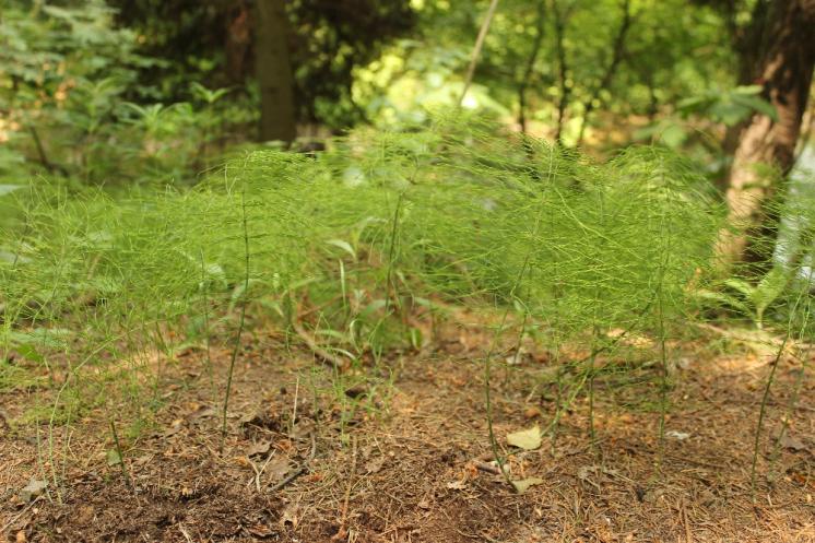 Přeslička luční (Equisetum pratense), Rantířov [JI], 13.6.2015, foto Libor Ekrt