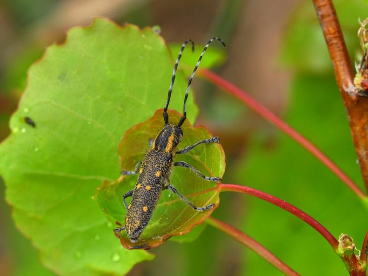 Kozlíček osikový (Saperda populnea), Pocoucov, foto Václav Křivan