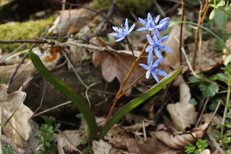 Ladoňka dvoulistá pravá rakouská (Scilla bifolia subsp. bifolia var. drunensis), Plešice, Staré Duby [TR], 10.4.2015, foto Libor Ekrt