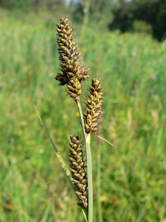 Ostřice Hartmanova (Carex hartmanii), Švábov, PR U potoků [JI], 13.6.2006, foto Luděk Čech