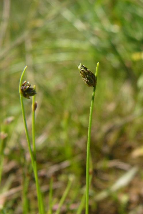 Bezosetka štětinovitá (Isolepis setacea), Druhanov [HB], 8.7.2009, foto Josef Komárek