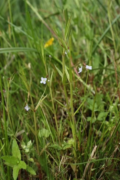 Rozrazil štítkovitý (Veronica scutellata), Zvolenovice [JI], 31.5.2015, foto Libor Ekrt