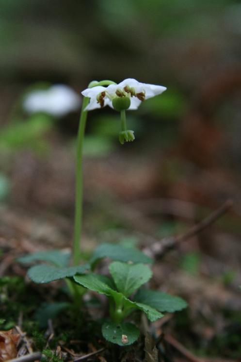 Jednokvítek velekvětý (Moneses uniflora), Řídelov, Třešťský potok [JI], 28.5.2007, foto Libor Ekrt