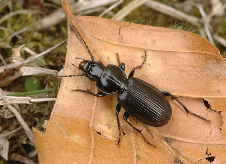 Střevlíček Pterostichus aethiops, foto Václav Křivan