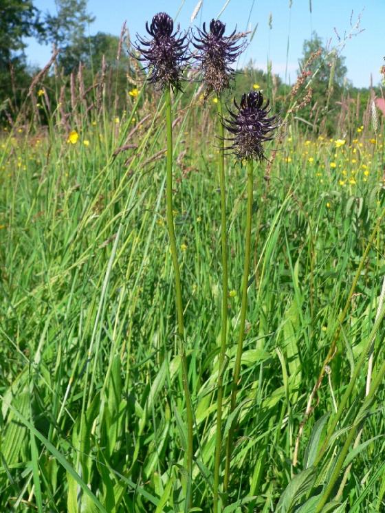 Zvonečník černý (Phyteuma nigrum), Střížov u Chotěboře [HB], 24.5.2009, foto Luděk Čech