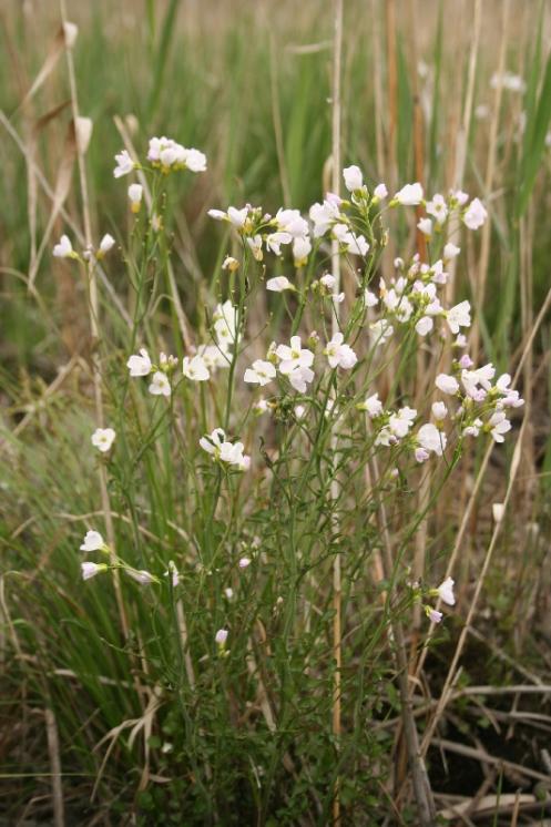 Řeřišnice bahenní (Cardamine dentata), Bohdalov [ZR], 14.5.2012, foto Libor Ekrt