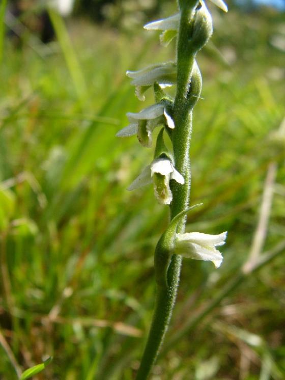 Švihlík krutiklas (Spiranthes spiralis), NPP Švařec [ZR], 25.8.2014, foto Josef Komárek
