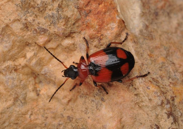 Střevlíček Lebia cruxminor, foto Václav Křivan