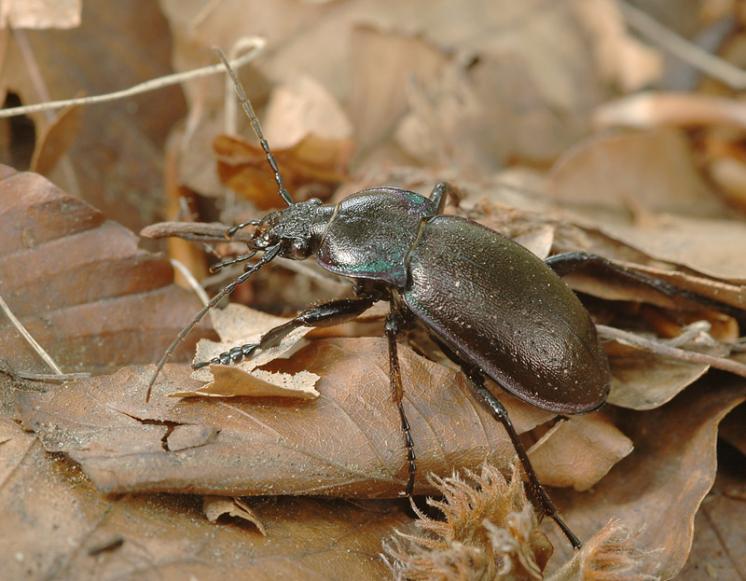 Střevlík hajní (Carabus nemoralis), foto Václav Křivan