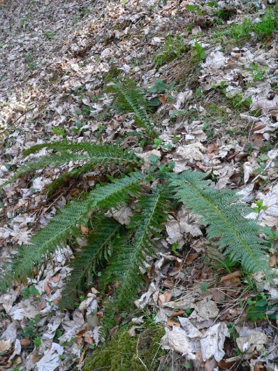 Kapraď laločnatá (Polystichum aculeatum), Chotěboř, Horní mlýn [HB], 24.4.2010, foto Luděk Čech