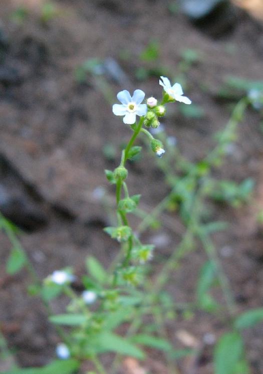 Lopuštík skloněný (Hackelia deflexa), PP Dědkovo [ZR], 17.6.2010, foto Josef Komárek