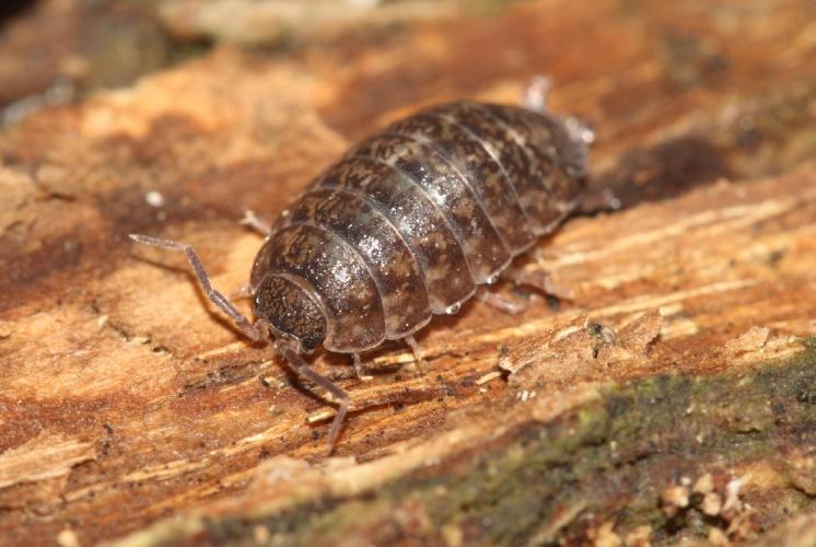 Stejnonožec Protracheoniscus politus, foto F. Trnka