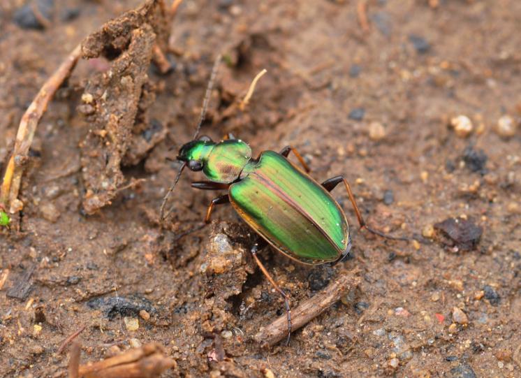 Střevlíček Agonum marginatum, foto Václav Křivan