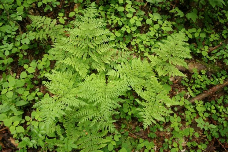 Kapraď podobná (Dryopteris expansa), PR Údolí Oslavy a Chvojnice [TR], 15.5.2010, foto Libor Ekrt