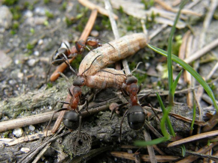 Lesní mravenci (Formica lugubris) v NPR Ransko, foto Klára Bezděčková.