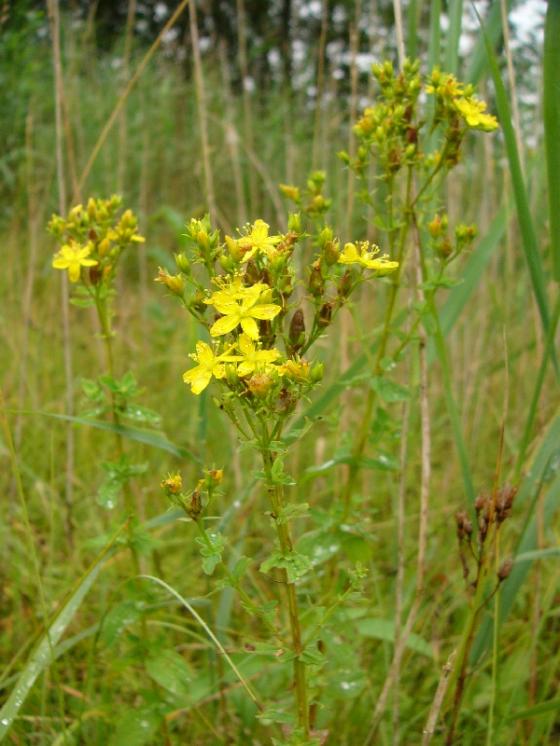 Třezalka čtyřkřídlá (Hypericum tetrapterum), PR Chvojnov [JI], 31.7.2014, foto Josef Komárek