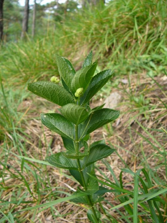 Bažanka vejčitá (Mercurialis ovata), PR Dukovanský mlýn [TR], 18.6.2008, foto Josef Komárek