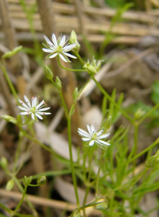Ptačinec dlouholistý (Stellaria longifolia), EVL Znětínské rybníky, Staroborský rybník [ZR], 5.6.2014, foto Josef Komárek