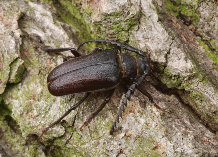 Tesařík piluna (Prionus coriarius), Náměšť nad Oslavou, foto Václav Křivan