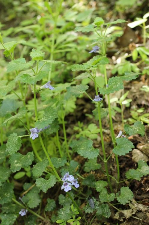 Popenec chlupatý (Glechoma hirsuta), Plešice, Staré Duby [TR], 12.5.2015, foto Libor Ekrt