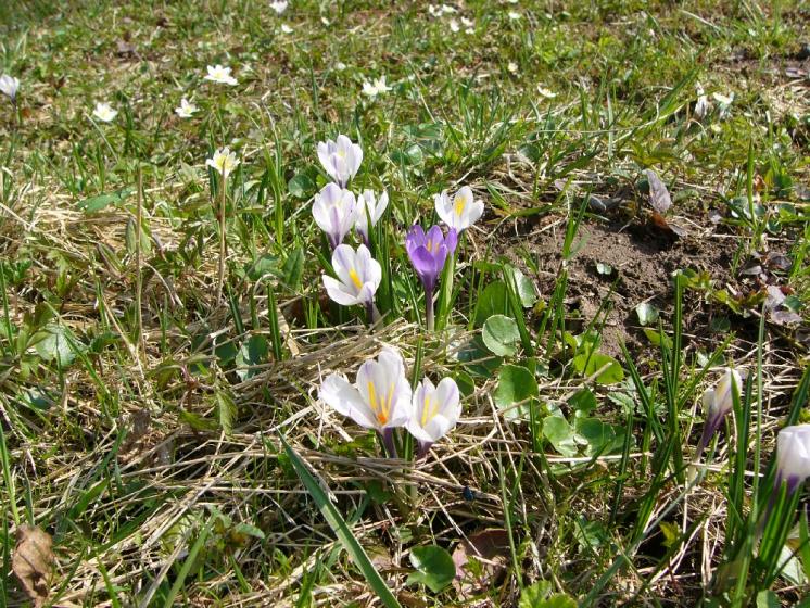Šafrán bělokvětý (Crocus albiflorus), Nové Město na Moravě, PP U Bezděkova [ZR], 16.4.2010, foto Josef Komárek