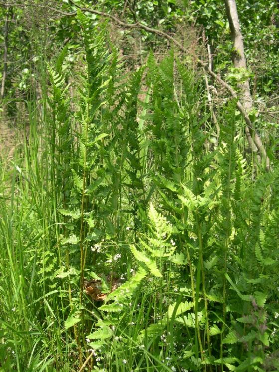 Kapraď hřebenitá (Dryopteris cristata), Jezdovice [JI], 26.6.2006, foto Luděk Čech